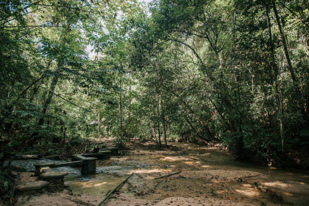 istock Nature scenery view in the rainforest jungle 1266316510