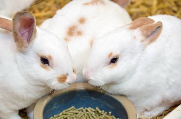 A cute little rabbit.