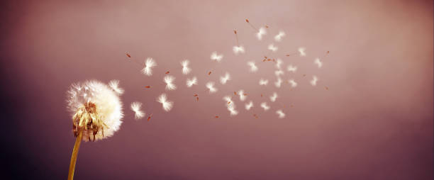 istock Dandelion flower with flying feathers on blue sky. 1266316663
