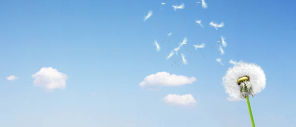 istock Dandelion flower with flying feathers on blue sky. 1266316726