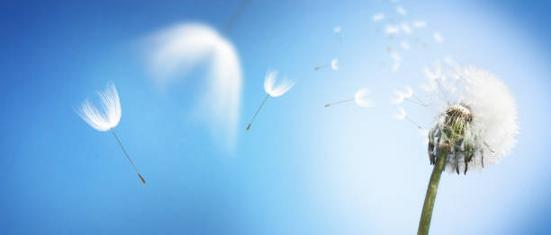 istock Dandelion flower with flying feathers on blue sky. 1266316737