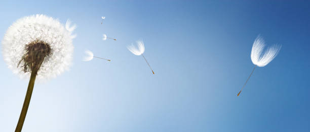 istock Dandelion flower with flying feathers on blue sky. 1266317280