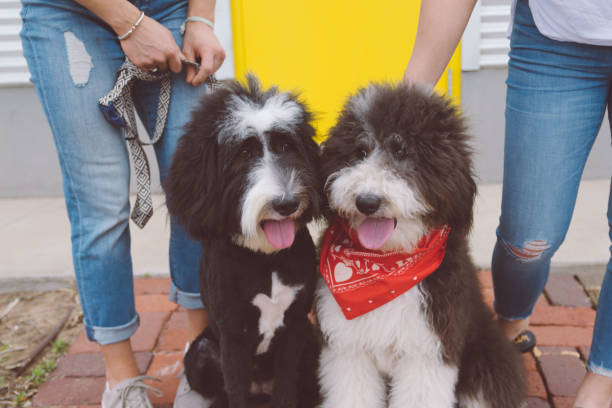 istock Two Fluffy Black and White Dogs with Owners 1266317291