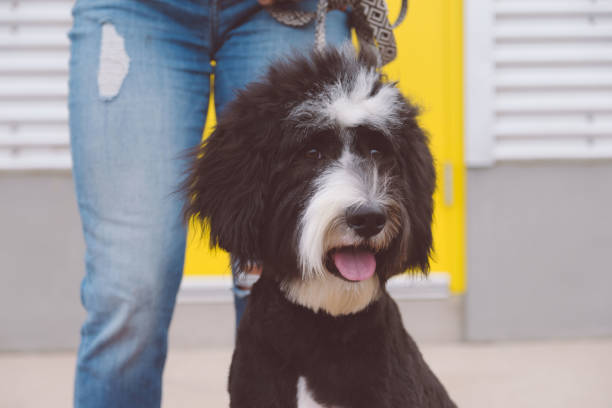 istock Fluffy Black and White Dog with Owner 1266317298