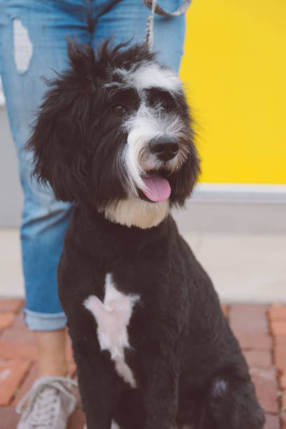 istock Fluffy Black and White Dog with Owner 1266317325