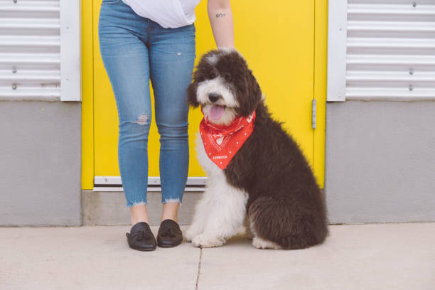 istock Fluffy Black and White Dog with Owner 1266317327