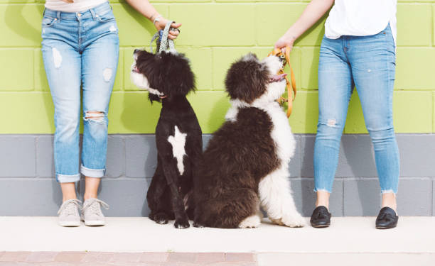 Two Black and White Dogs with Owners