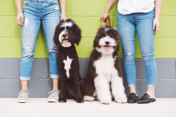 istock Two Black and White Dogs with Owners 1266317352