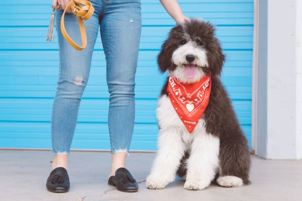 istock Fluffy Black and White Dog with Owner 1266317379
