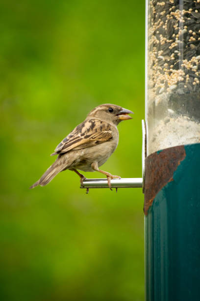 Female house sparrow eating from hanging bird feeder