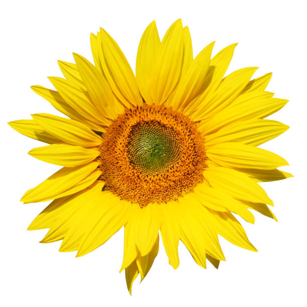 istock Flower of sunflower isolated on white background. 1266317617