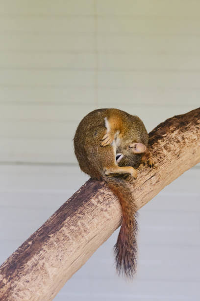 ein nagetier murmeltiere chipmunks eichhörnchen auf einem baumstamm auf jagdstimmung gesichtet. tierverhaltensthemen. fokus auf auges - nature animal themes wildlife outdoors stock-fotos und bilder