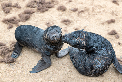 Baby Seals snuggeling, Cape Cross, Namibia. Nikon D850. Converted from RAW.