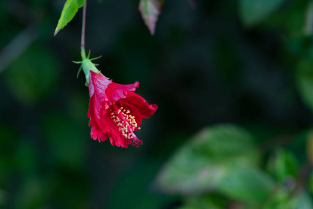 istock Pink hibiscus on a dark background 1266318879