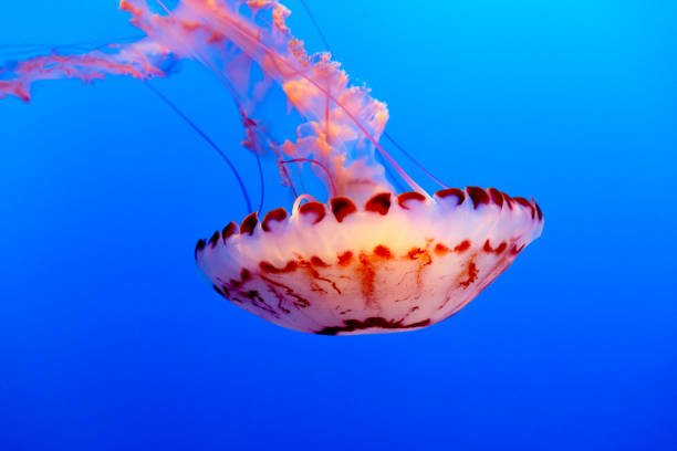 istock Purple striped jelly fish on a dark blue background 1266321068