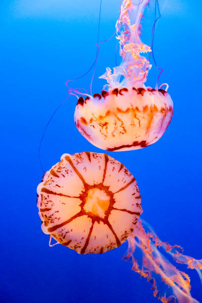 istock Two purple striped jelly fish on a dark blue background 1266321073