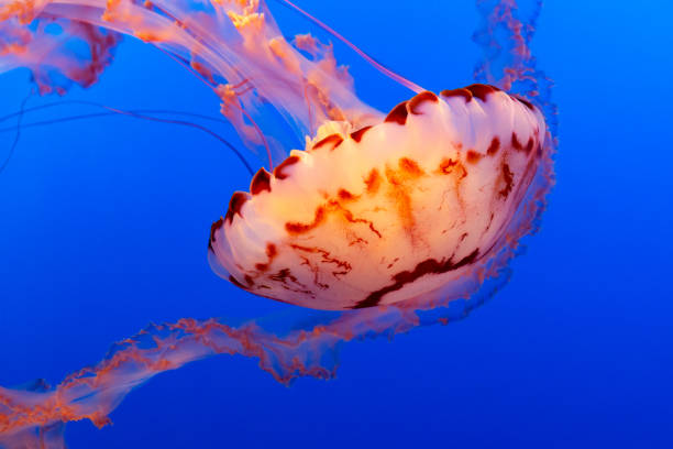 istock Purple striped jelly fish on a dark blue background 1266321112