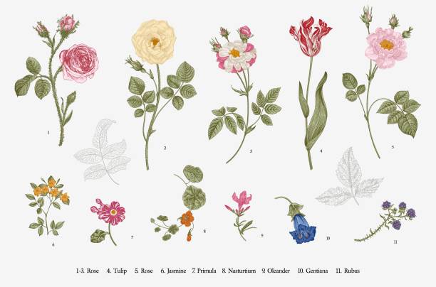 Flowers. Set. Flowers. Set. Botanical floral vector illustration. tropaeolum majus garden nasturtium indian cress or monks cress stock illustrations