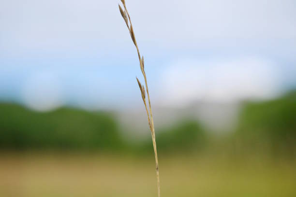 istock Blade of grass on a blurred background 1266322520