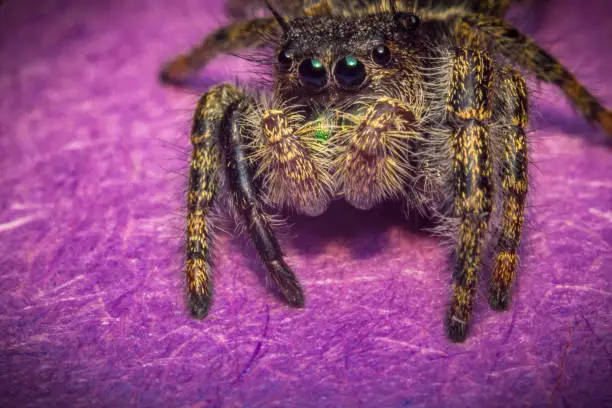 Super macro close up Phidippus regius jumping spider
