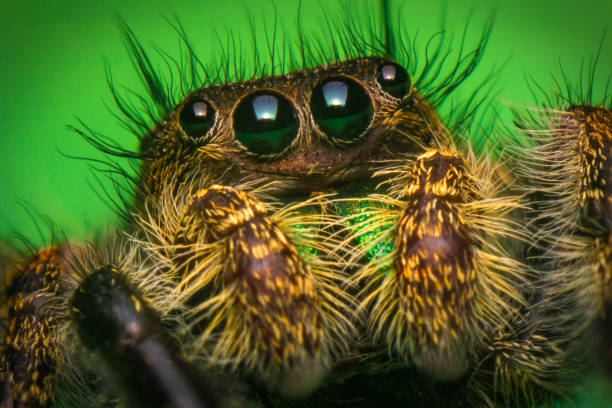 Jumping Spider Macro Super macro close up Phidippus regius jumping spider jumping spider photos stock pictures, royalty-free photos & images