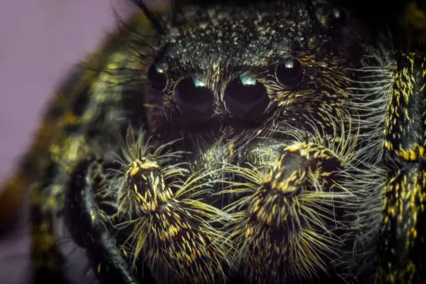 Super macro close up Phidippus regius jumping spider