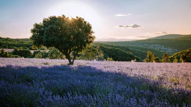 Ardeche lavender fields in the south of France during sunset, Lavender fields in Ardeche in southeast France.Europe