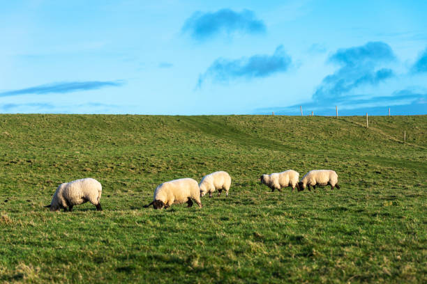 istock Wool sheep grazing on a prairie in Ireland 1266324999