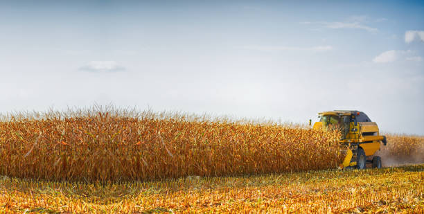 istock Combine harvester working on the field 1266325026