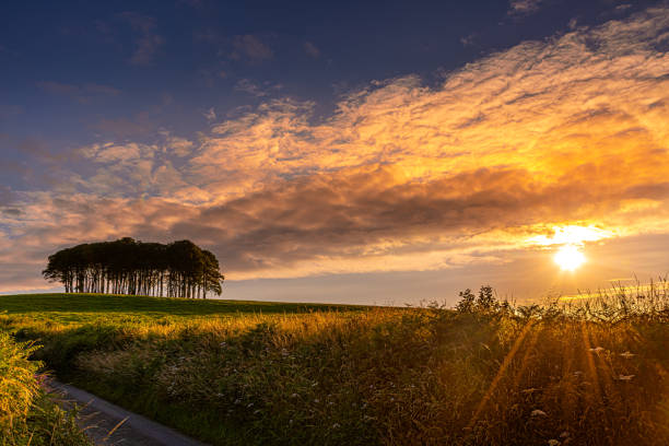 The Coming Home or Nearly There trees at Coockworthy Knapp, Devon at sunset