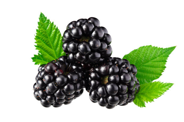 istock blackberries with leaves isolated on white background. 1266325311