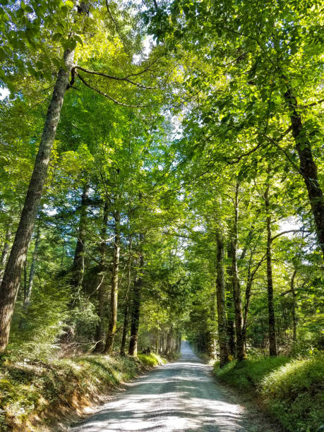istock Scenic Country Road 1266325560