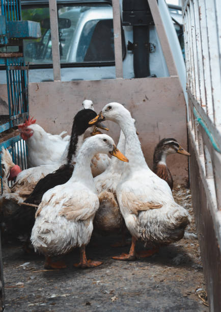 istock Poultry for sale 1266326682