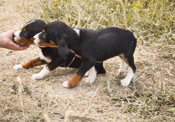 istock Cute puppies eating food 1266327320