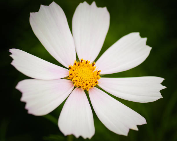 istock Single Flower Head Of Cosmos Bipinnatus 1266327533