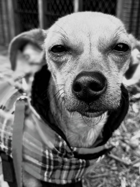 istock Chihuahua - Black and White Close Up Shot 1266328756