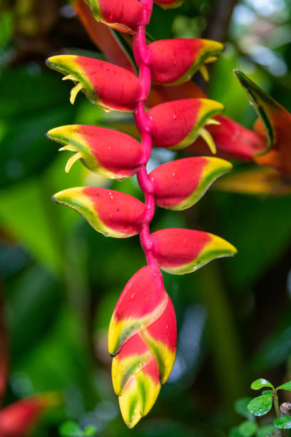 Heliconia Lobster Claw Plants  on a green leafy background stock photo