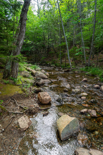 istock Small streams flows through some rocks in the woods 1266329661