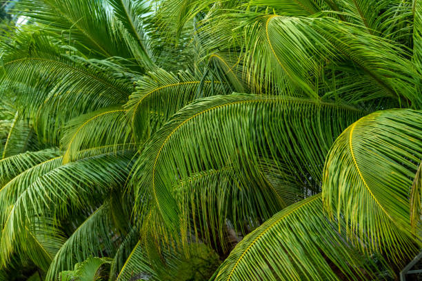 wall of tropical palm leaves stock photo