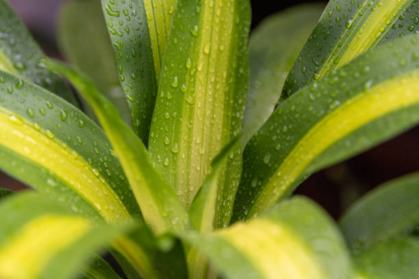 yellow-green tropical plants stock photo