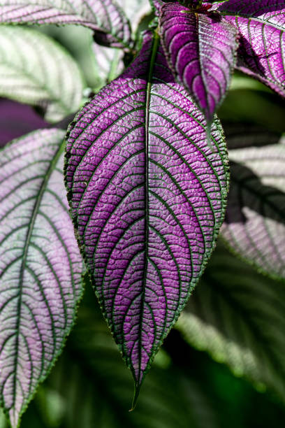 istock purple-green tropical leaf 1266329825