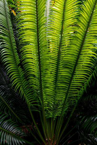 green fern leaves stock photo