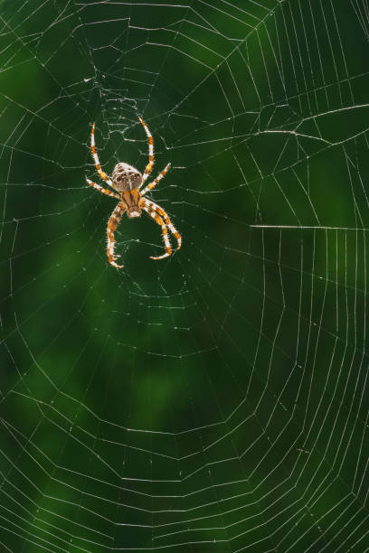 istock European Garden Spider or Diadem Spider in its Web 1266331204