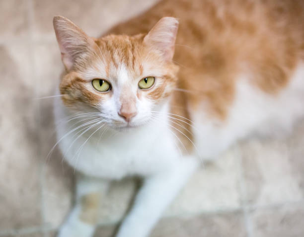un chat tabby de shorthair avec son oreille gauche a basculé - spay photos et images de collection