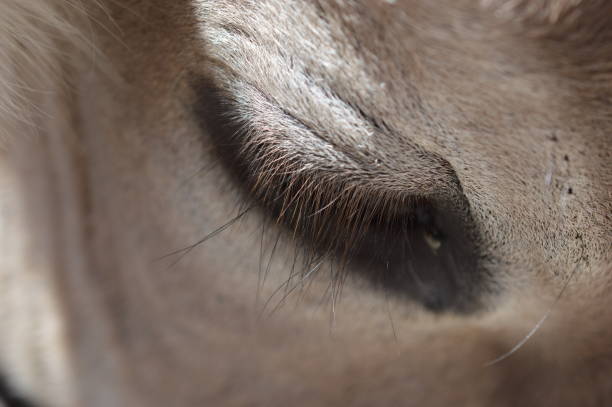 Head portrait of an Arabian oryx, in the Yotvata Hai-Bar Nature Reserve, the Arava desert, southern Israel