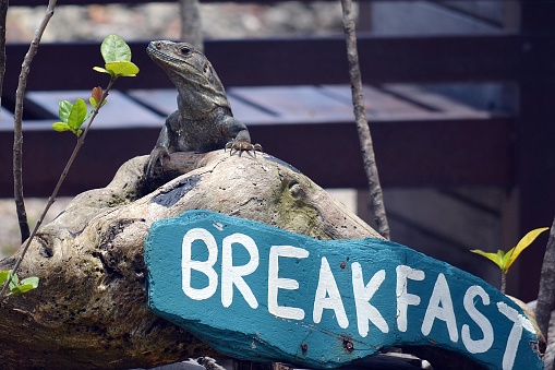 Iguana asking for breakfast