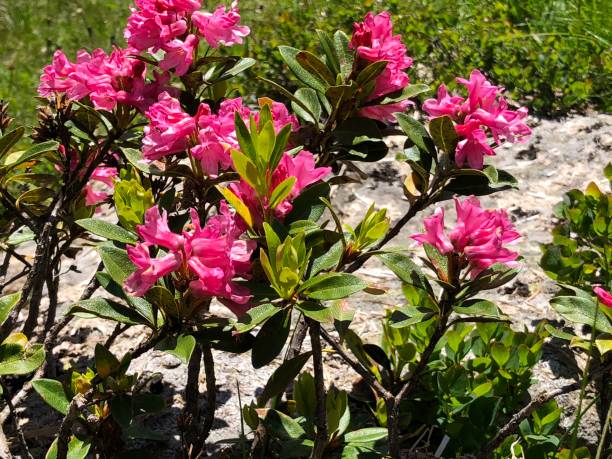 alpine rose - european alps tirol rhododendron nature fotografías e imágenes de stock