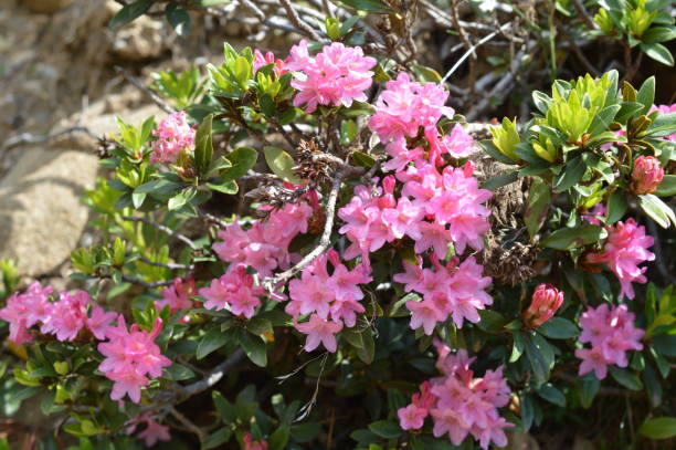 альпийская роза - european alps tirol rhododendron nature стоковые фото и изображения
