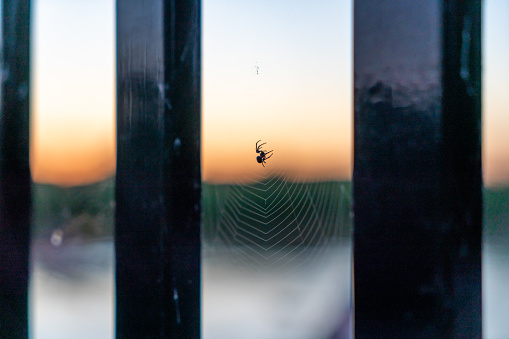 Spiderweb and spider in early morning light