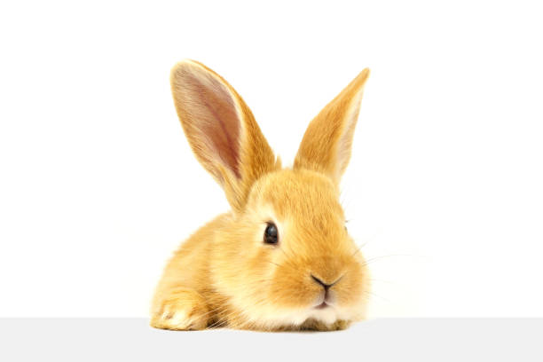 istock The house bunny looks at the sign. 1266337675